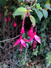 Fuchsia magellanica
