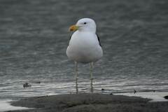 Larus dominicanus vetula