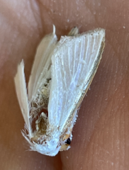 Diaphania costata