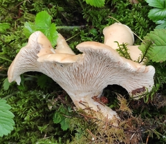 Cantharellus