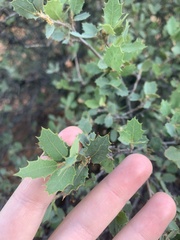 Quercus turbinella