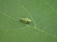 Graphocephala versuta