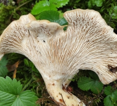 Cantharellus