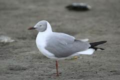 Chroicocephalus cirrocephalus