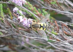 Helophilus trivittatus