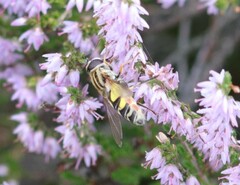 Helophilus trivittatus