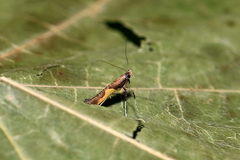 Caloptilia