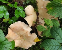 Cantharellus