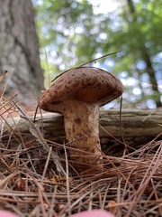 Suillus spraguei