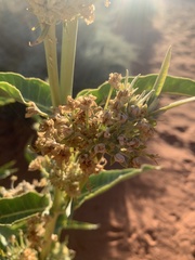 Asclepias erosa