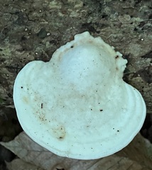 Trametes gibbosa