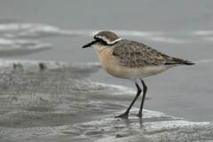 Charadrius pecuarius