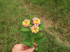 Lantana