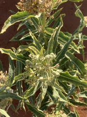 Asclepias erosa