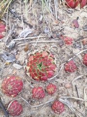 Sempervivum globiferum