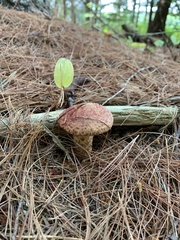 Suillus spraguei