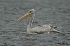 Pelecanus rufescens