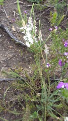 Struthiola dodecandra