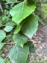 Populus grandidentata