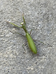 Mantis religiosa religiosa
