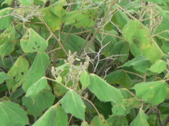 Heliocarpus