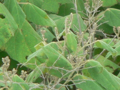 Heliocarpus