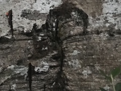 Betulaceae