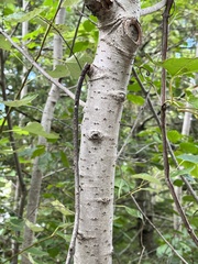 Populus grandidentata