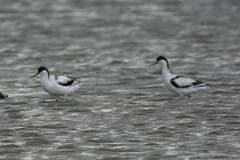 Recurvirostra avosetta