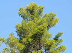 Pinus