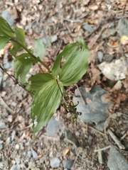 Epipactis helleborine