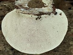 Trametes gibbosa