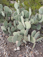 Opuntia rufida