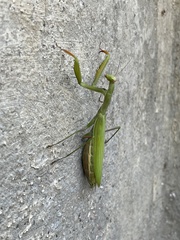 Mantis religiosa religiosa