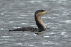 Phalacrocorax carbo lucidus