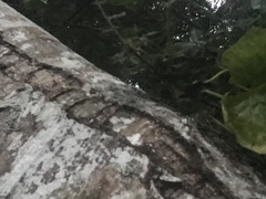 Betulaceae
