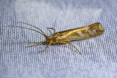 Limnephilus