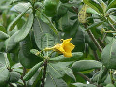 Cascabela ovata