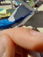 Crioceris paracenthesis