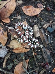 Lampropeltis triangulum