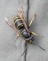 Vespula acadica