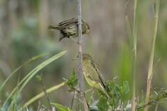 Ploceus capensis