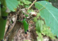 Melanoplinae