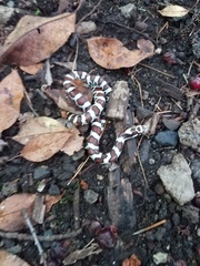 Lampropeltis triangulum