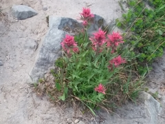 Castilleja parviflora oreopola