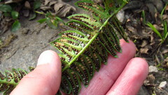 Polystichum lonchitis