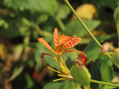 Iris domestica