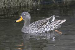 Anas platyrhynchos × undulata