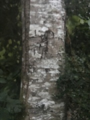 Betulaceae