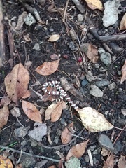 Lampropeltis triangulum